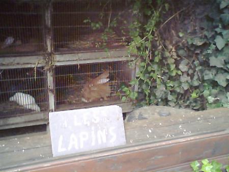 les lapins